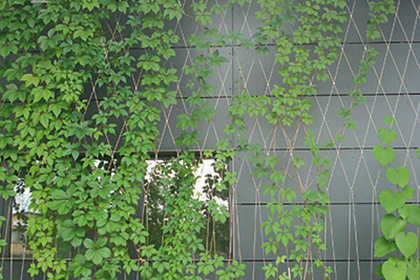 Green facade with stainless steel cables and meshes