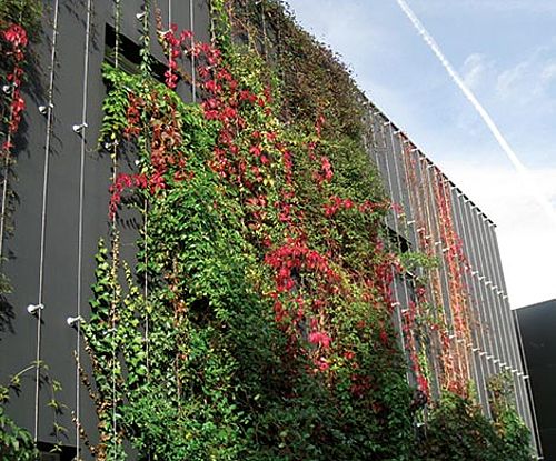 Mur végétal extérieur