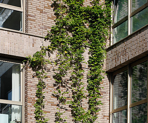Greenery with I-SYS stainless steel wire rope systems